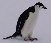 Chinstrap Penguin